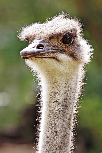 800px Ostrich melbourne zoo1