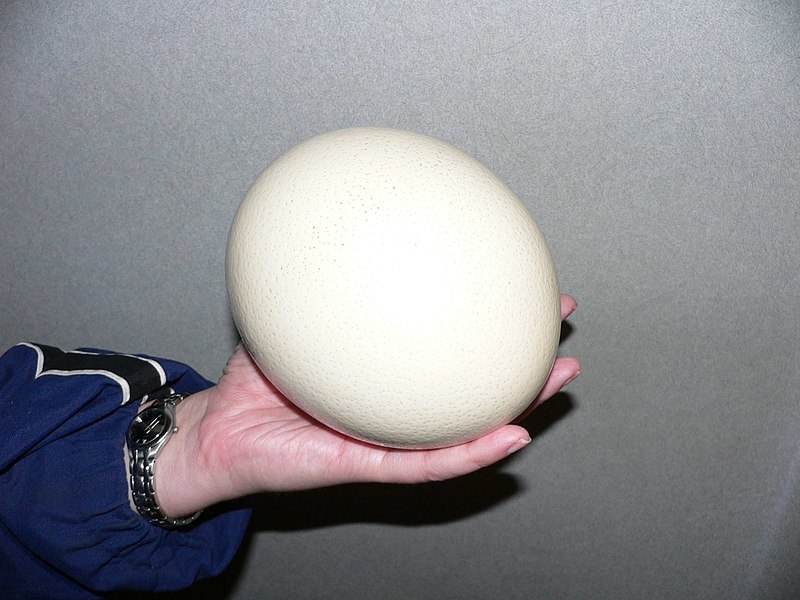 800px Ostrich egg1