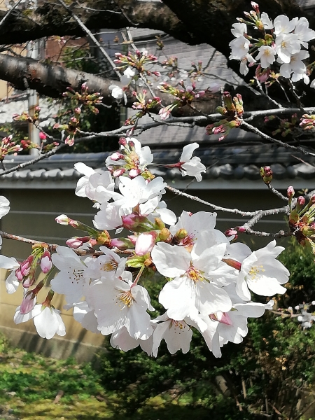 IMG 20210323 130250美しい桜