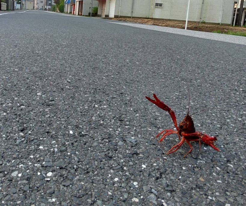 ざりがに