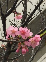 ひかん桜