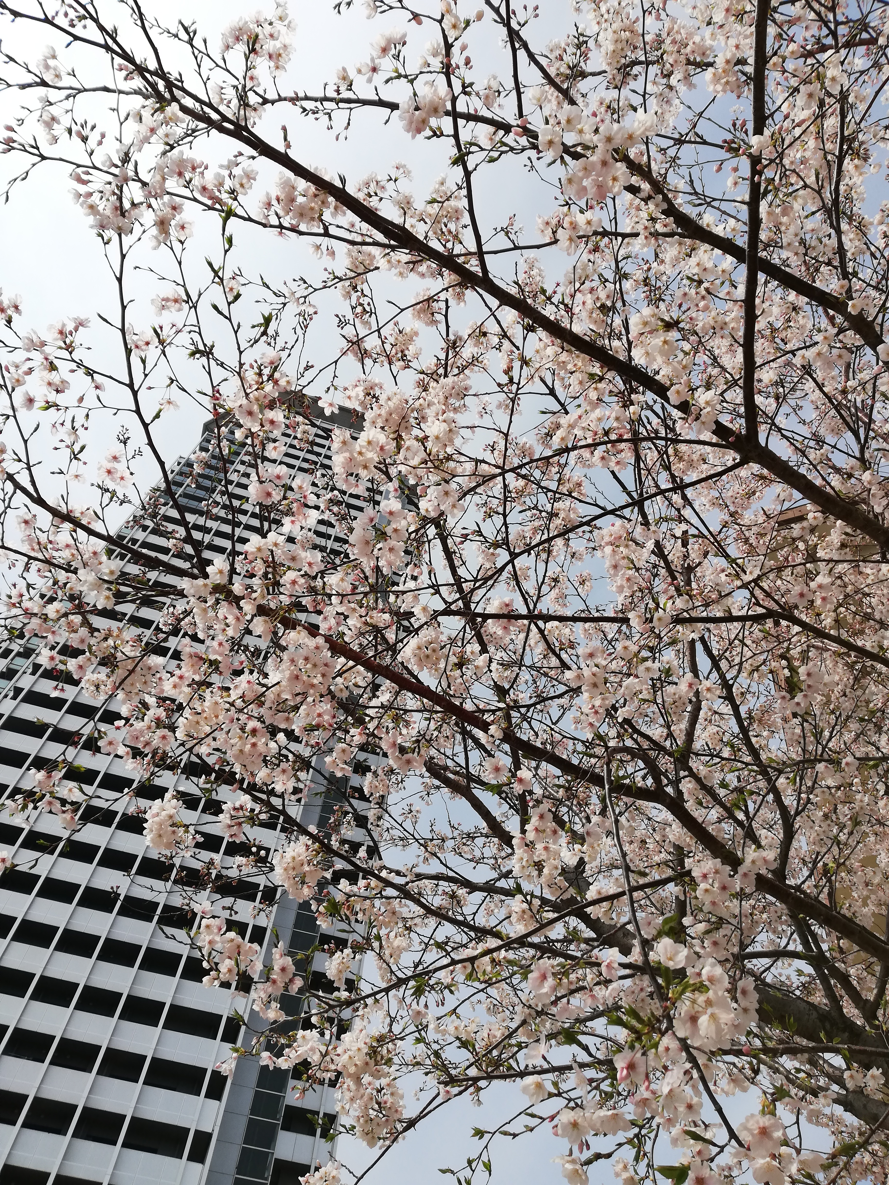 メロードと桜 1