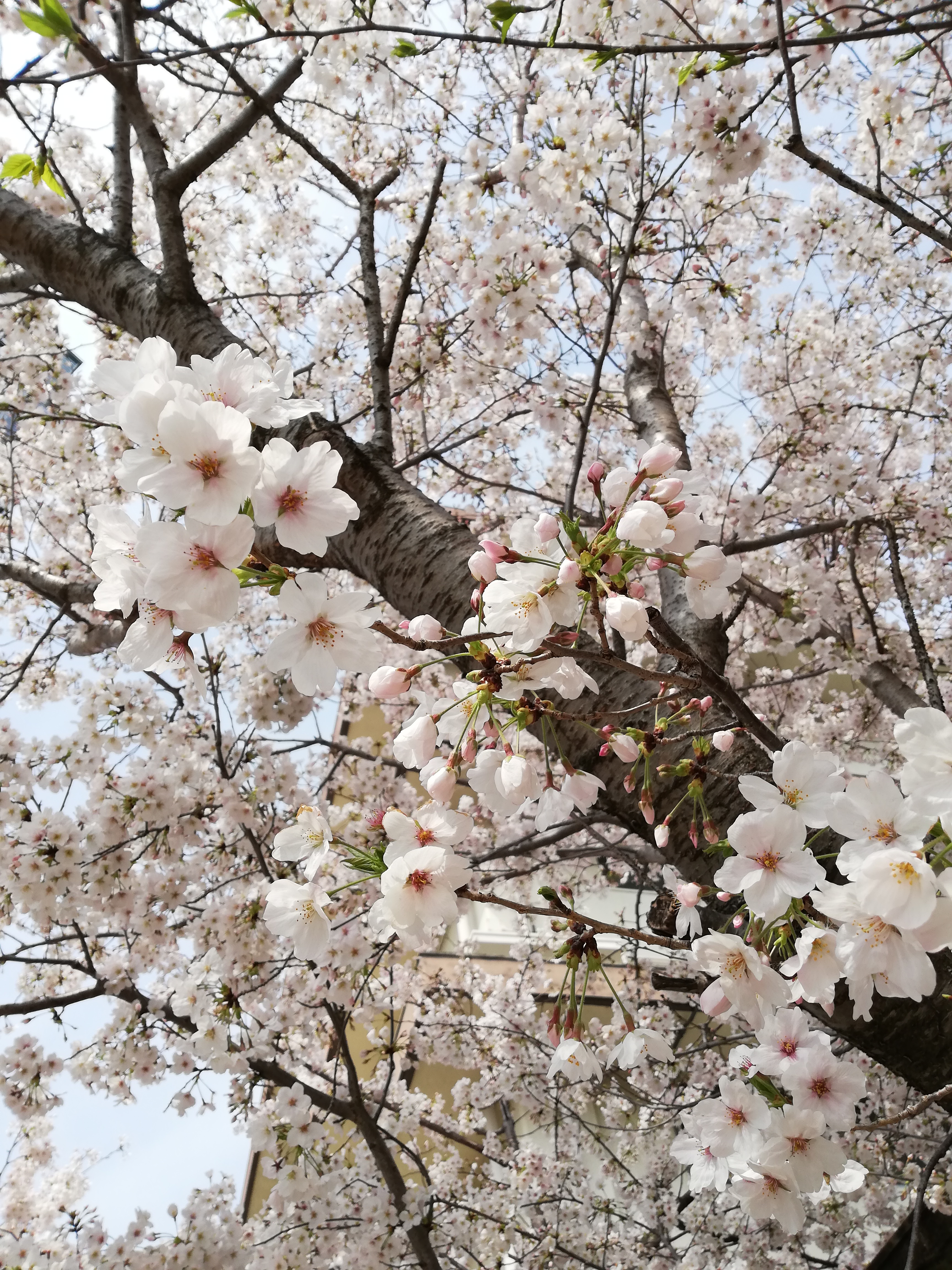 メロードと桜 2