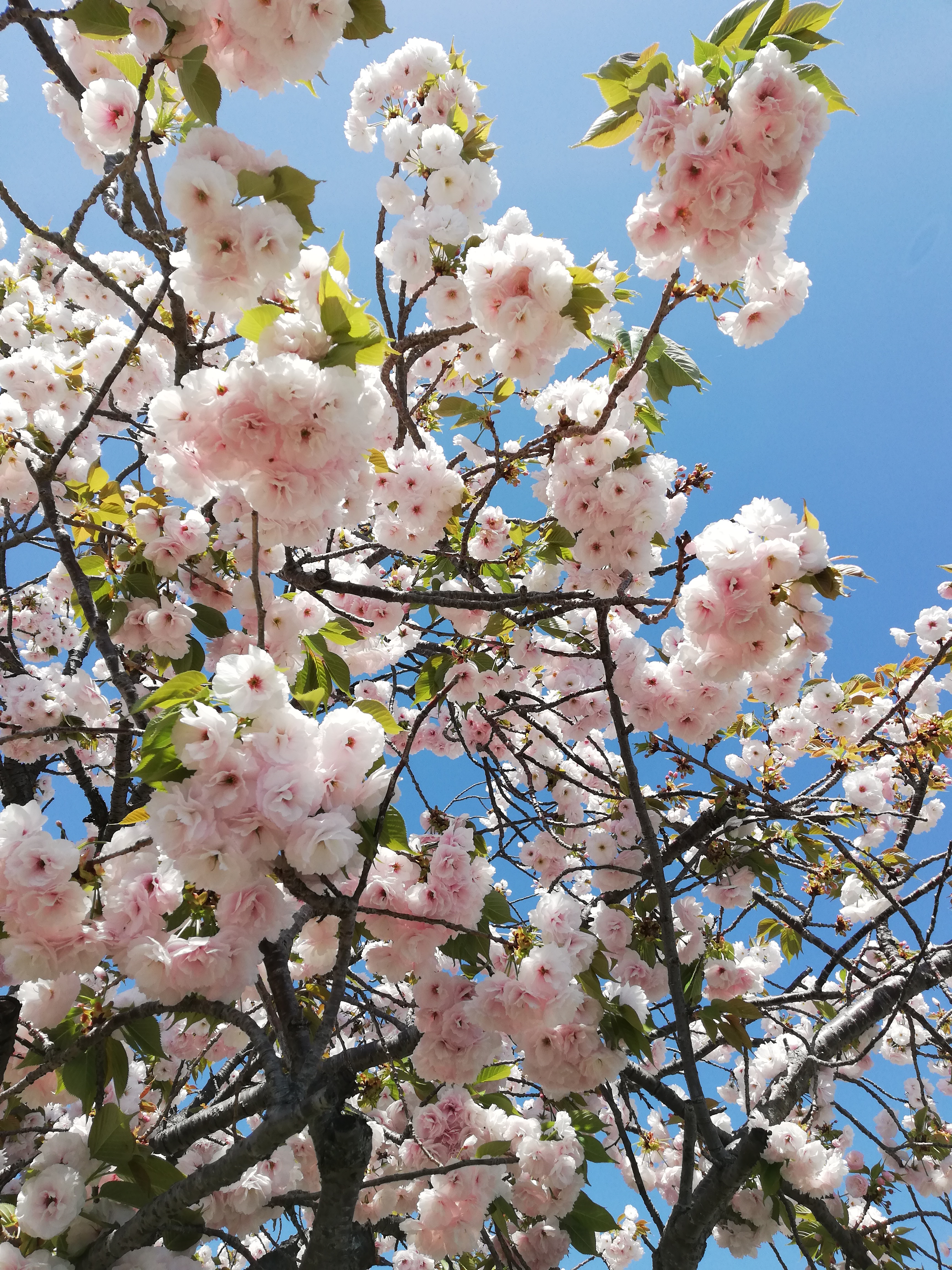 八重桜ナリエ