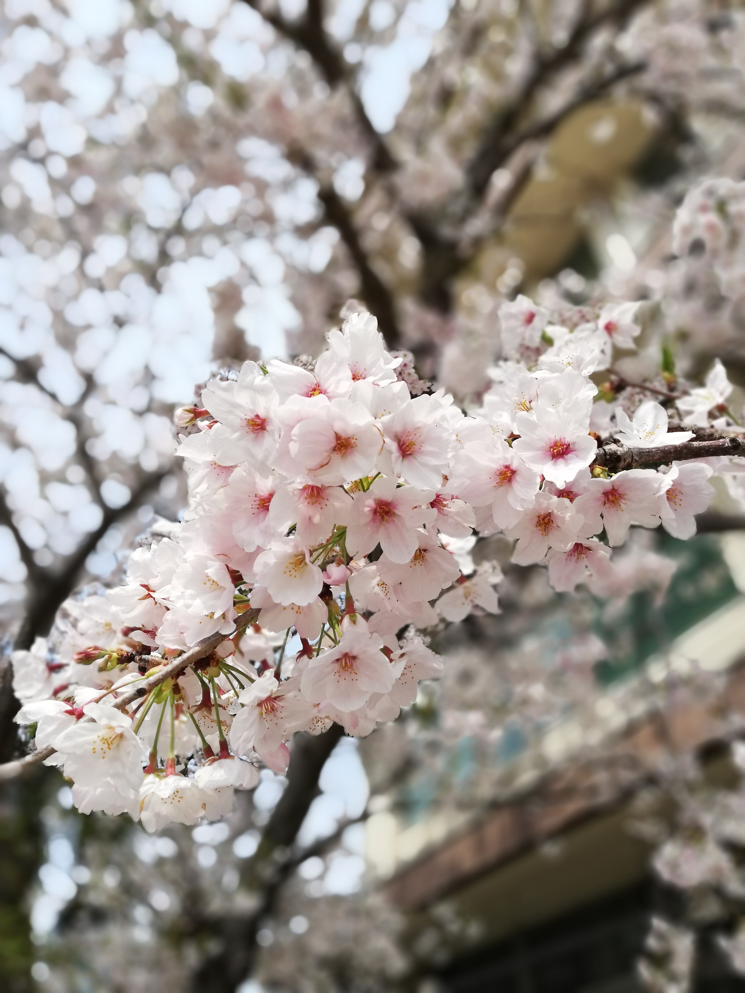 桜たわわ