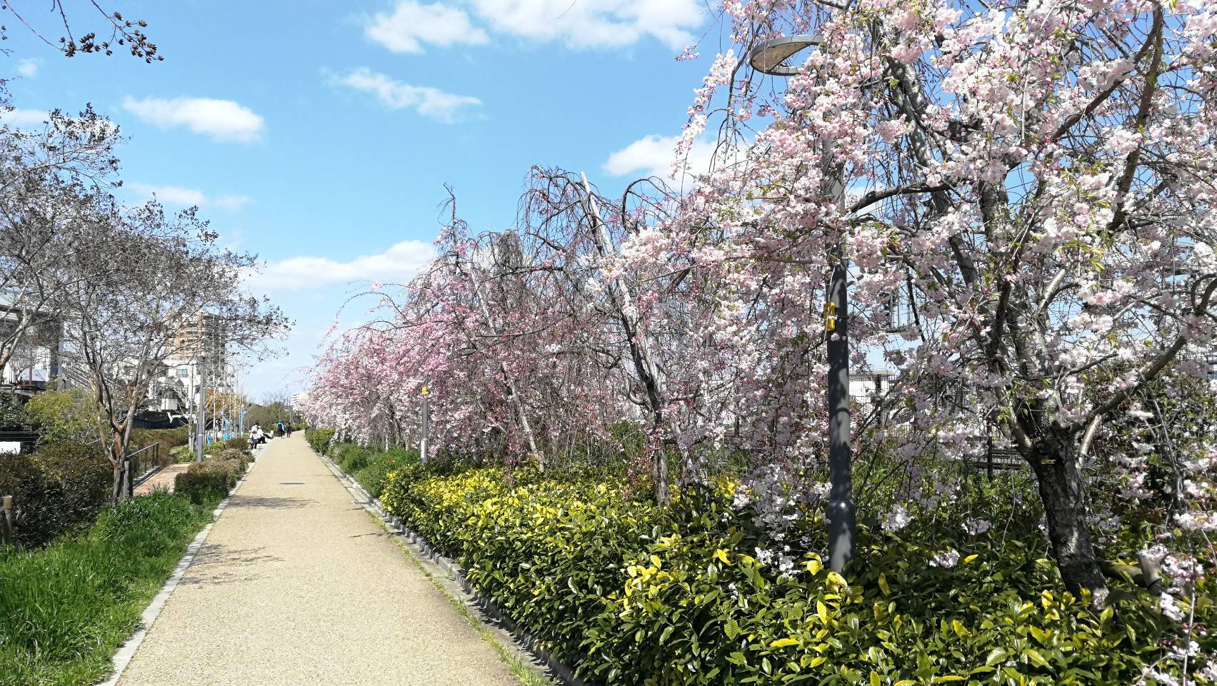 遊歩道岸辺へ